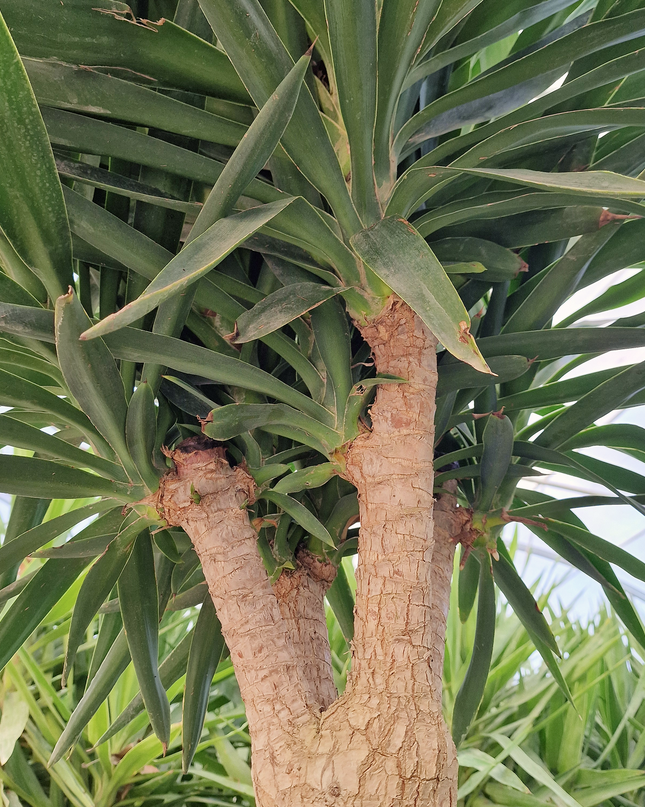 Yucca elephantipes – Hauteur 175 cm