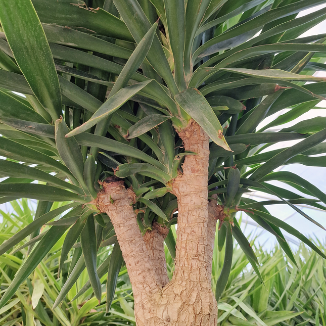 Yucca elephantipes – Hauteur 175 cm