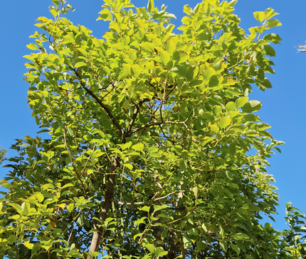 Camphrier - Cinnamomum camphora – Hauteur 4 mètres