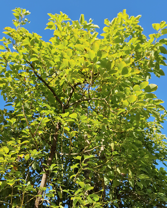 Camphrier - Cinnamomum camphora – Hauteur 4 mètres