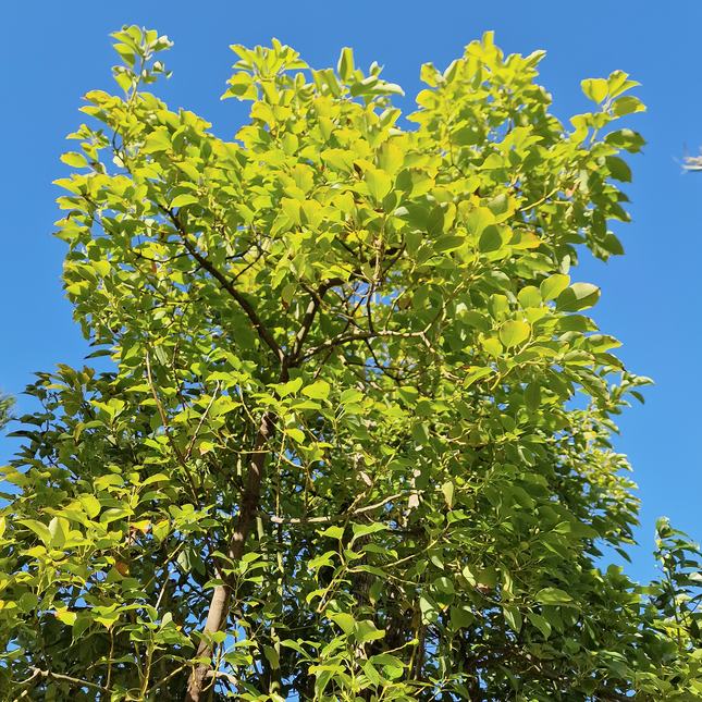 Camphrier - Cinnamomum camphora – Hauteur 4 mètres