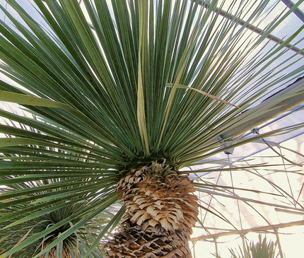 Yucca rostrata - tronc de 120 à 140 centimètres