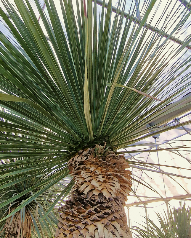 Yucca rostrata - tronc de 120 à 140 centimètres