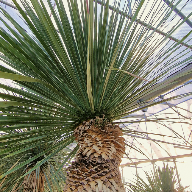Yucca rostrata - tronc de 120 à 140 centimètres