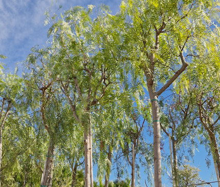 Faux poivrier - Schinus molle – Circonférence 16/18 cm - 3 mètres