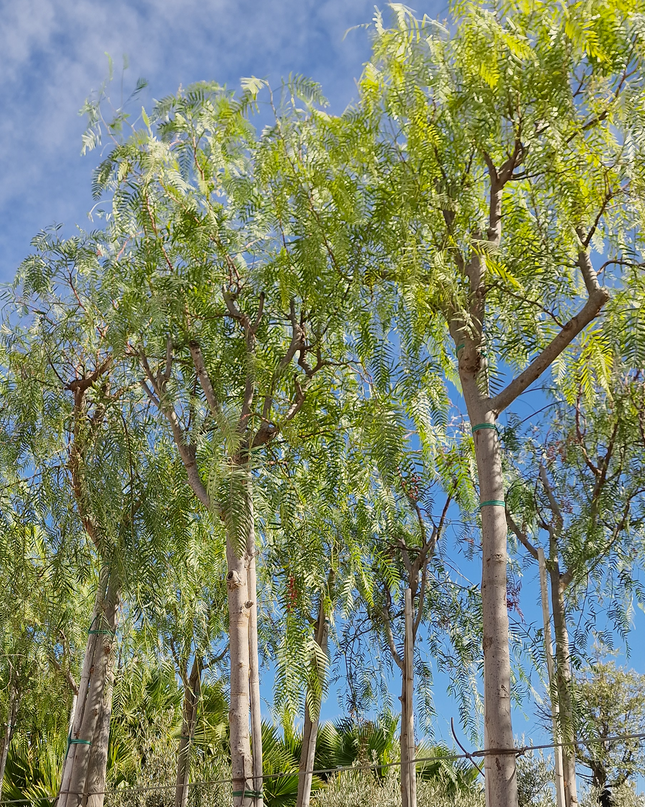 Faux poivrier - Schinus molle – Circonférence 16/18 cm - 3 mètres