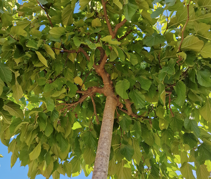 Murier Platane Stérile tige haute (Morus Fruitless) 18-20 cm de circonférence - 350 cm