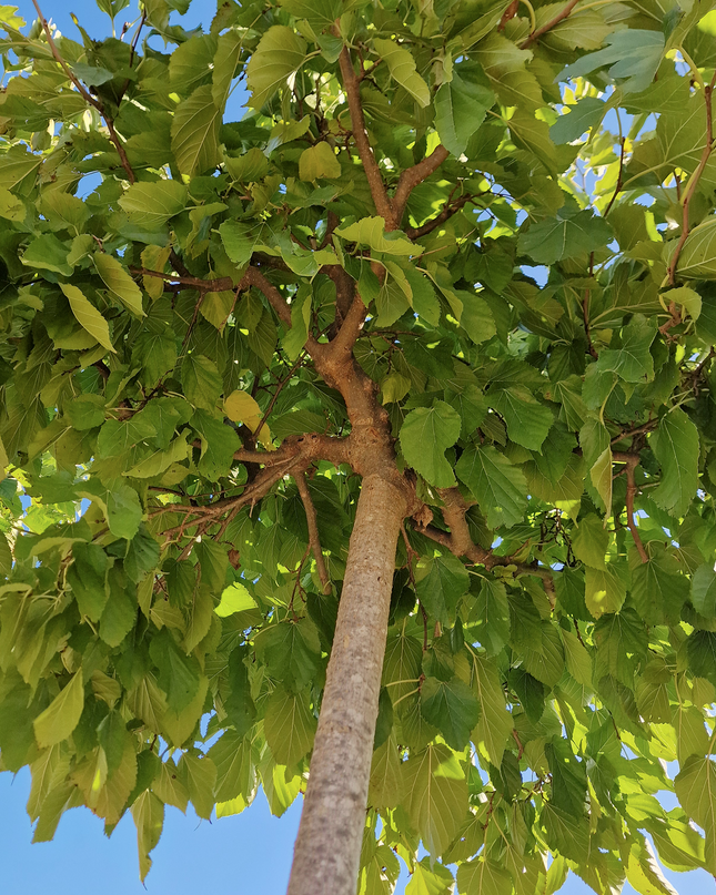 Murier Platane Stérile tige haute (Morus Fruitless) 18-20 cm de circonférence - 350 cm