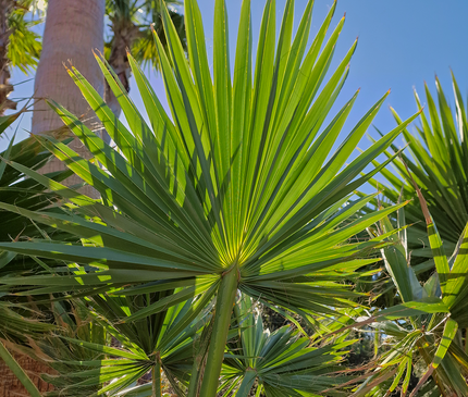 Palmier Washingtonia Robusta - Stipe 100 cm