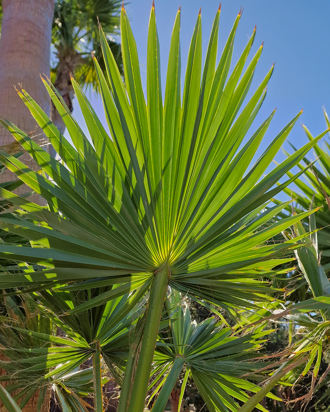 Palmier Washingtonia Robusta - Stipe 100 cm