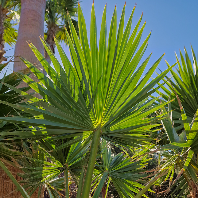 Palmier Washingtonia Robusta - Stipe 100 cm