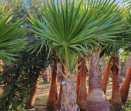 Palmier Washingtonia Robusta - Stipe 110 cm