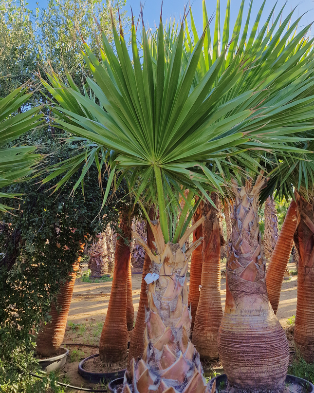 Palmier Washingtonia Robusta - Stipe 110 cm