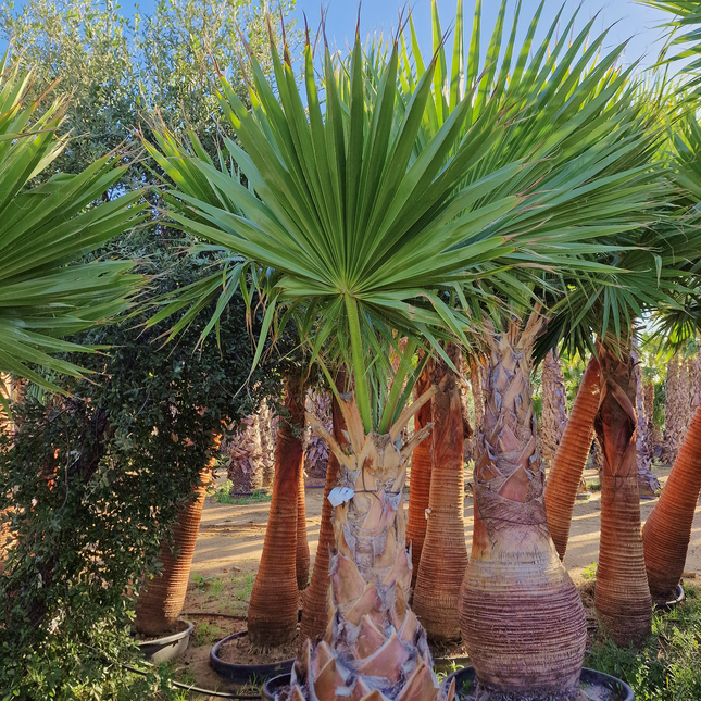 Palmier Washingtonia Robusta - Stipe 110 cm