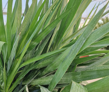 Yucca elephantipes – Hauteur 175 cm