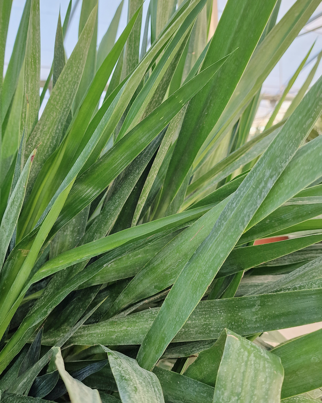 Yucca elephantipes – Hauteur 175 cm