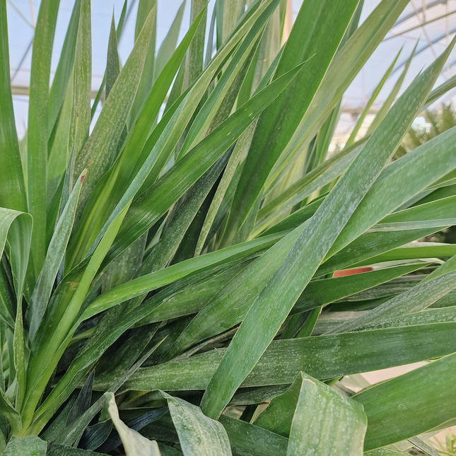 Yucca elephantipes – Hauteur 175 cm