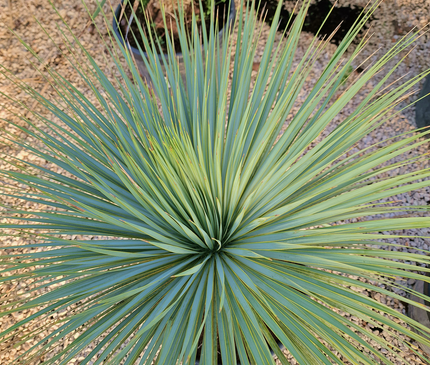 Yucca rostrata - tronc de 20 à 30 centimètres