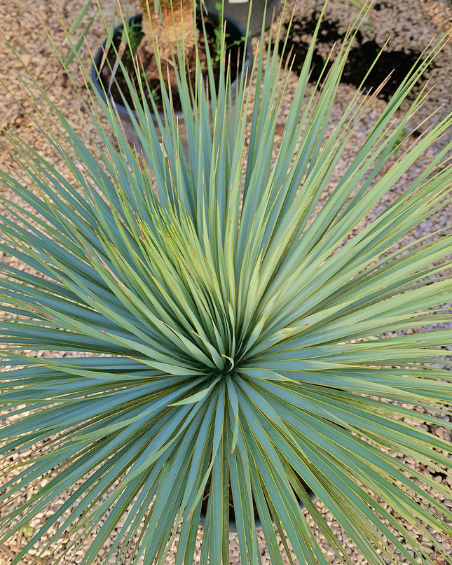 Yucca rostrata - tronc de 20 à 30 centimètres