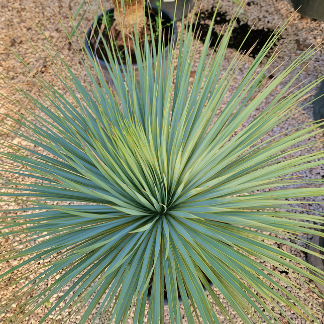 Yucca rostrata - tronc de 20 à 30 centimètres