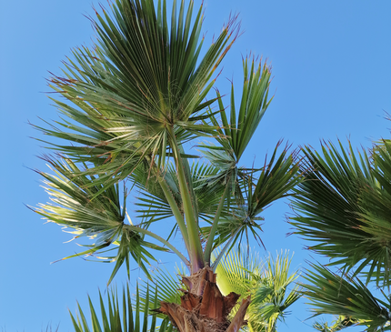 Palmier Washingtonia nettoyé - tronc de 200 centimètres