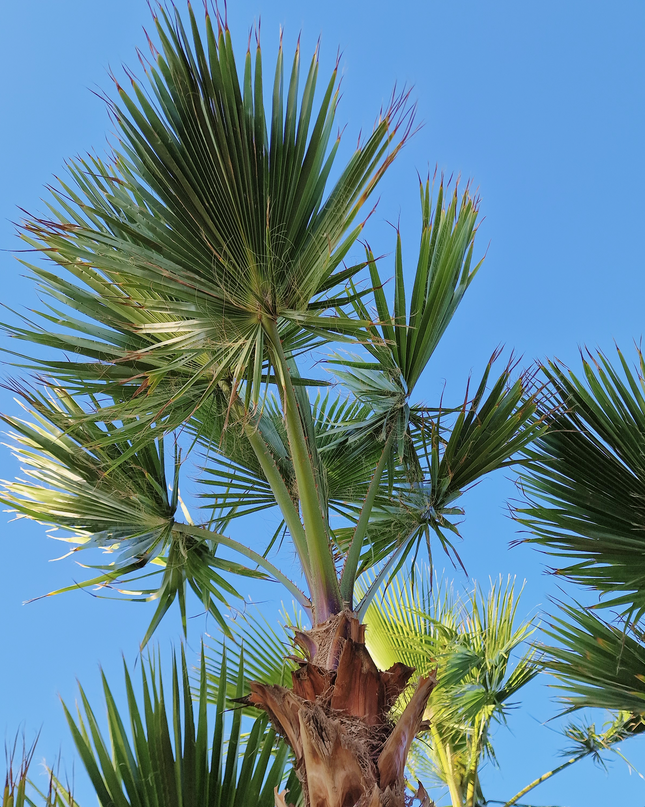 Palmier Washingtonia nettoyé - tronc de 200 centimètres