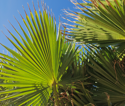 Palmier Washingtonia nettoyé - Stipe (tronc) de 190 centimètres
