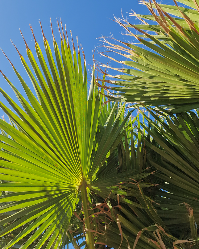 Palmier Washingtonia nettoyé - Stipe (tronc) de 190 centimètres