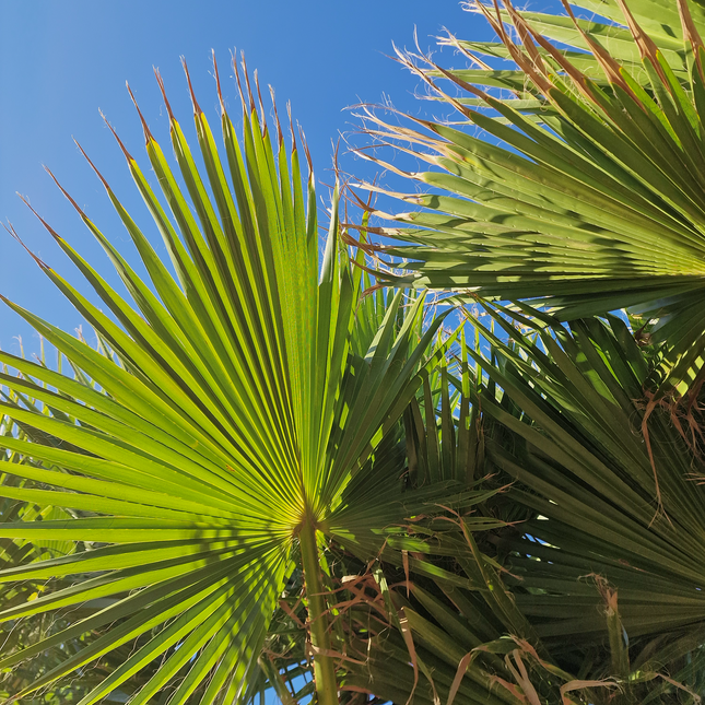 Palmier Washingtonia nettoyé - Stipe (tronc) de 190 centimètres