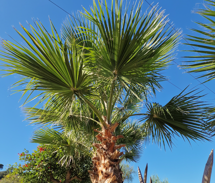 Palmier couché washingtonia robusta nettoyé - 5 mètres