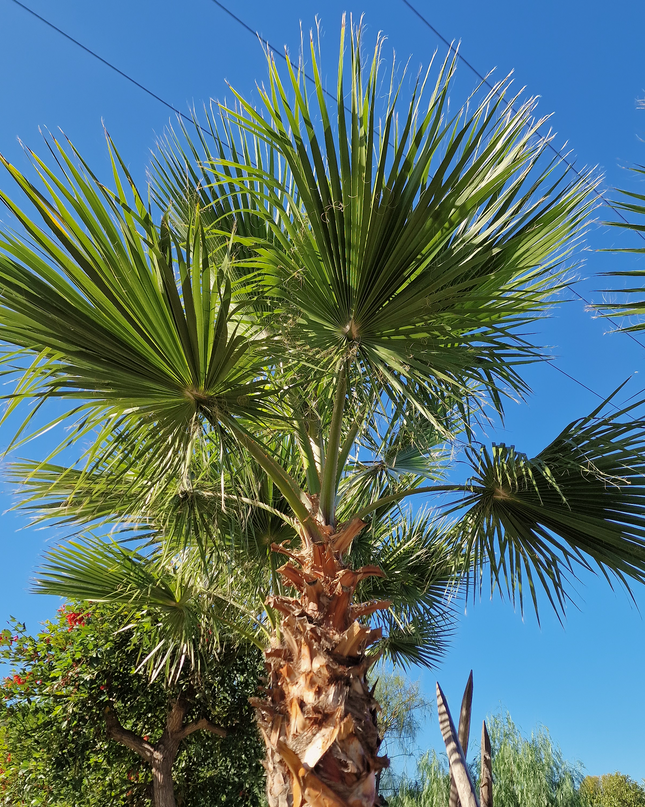 Palmier couché washingtonia robusta nettoyé - 5 mètres