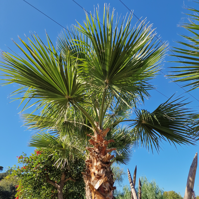 Palmier couché washingtonia robusta nettoyé - 5 mètres