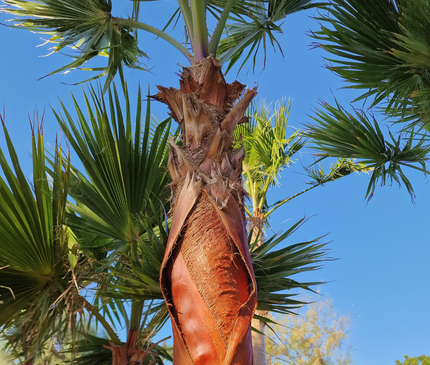 Palmier Washingtonia nettoyé - tronc de 200 centimètres