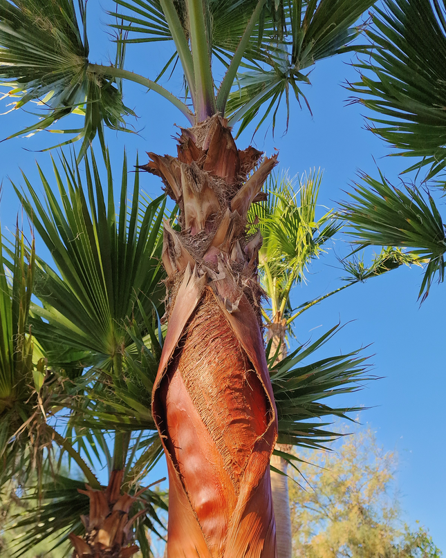 Palmier Washingtonia nettoyé - tronc de 200 centimètres