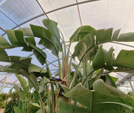 Strelitzia augusta – Hauteur 2 à 3 mètres