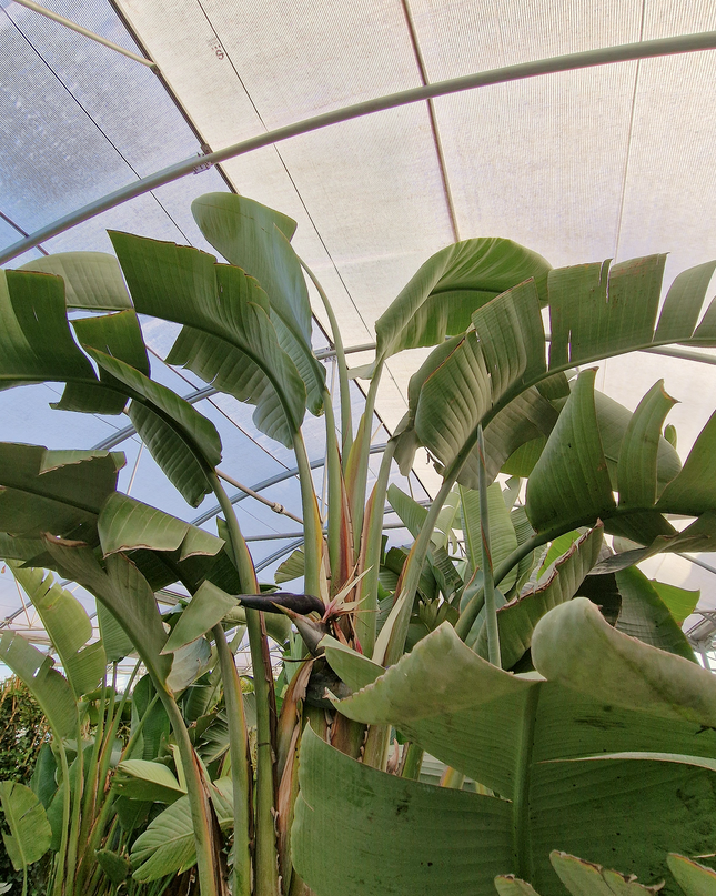 Strelitzia augusta – Hauteur 2 à 3 mètres