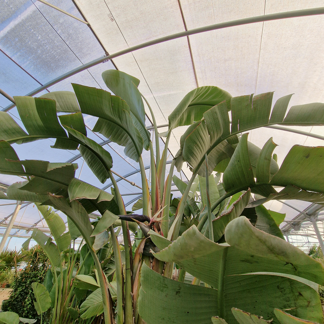 Strelitzia augusta – Hauteur 2 à 3 mètres