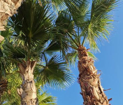 Palmier Washingtonia robusta - hauteur stipe 360 cm