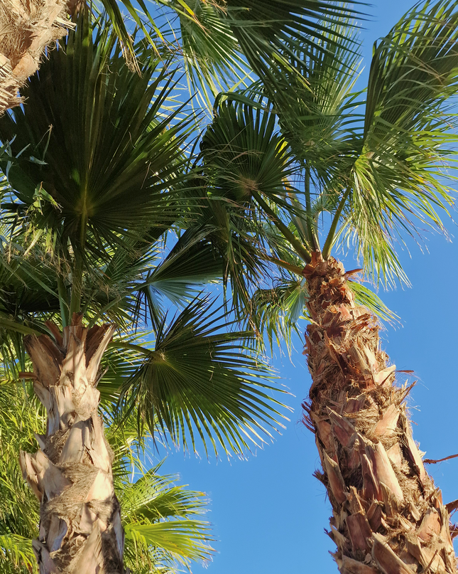 Palmier Washingtonia robusta - hauteur stipe 360 cm