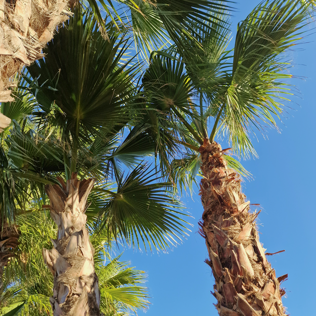 Palmier Washingtonia robusta - hauteur stipe 360 cm