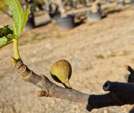 Figuier (Ficus carica) – Hauteur 180 à 200 cm - Circonférence de 30 à 35 centimètres