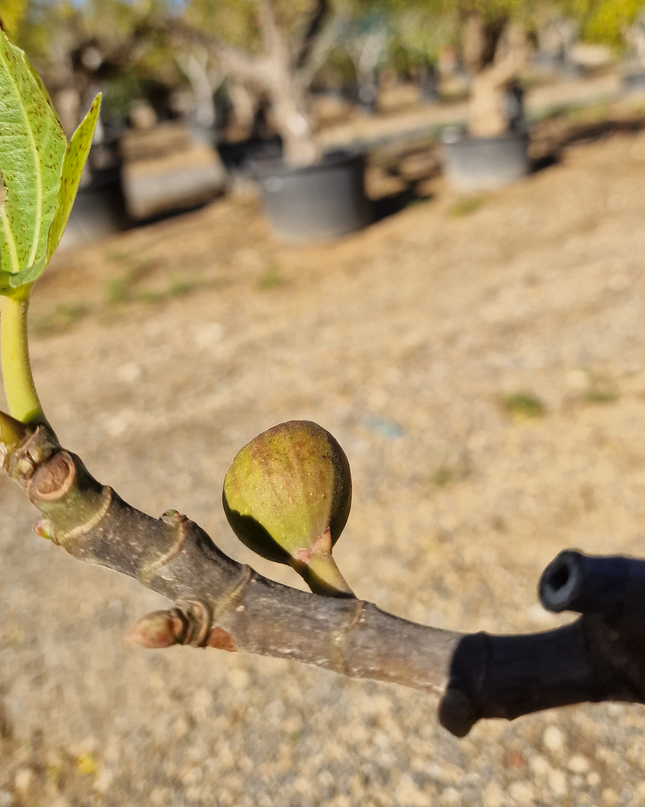 Figuier (Ficus carica) – Hauteur 180 à 200 cm - Circonférence de 30 à 35 centimètres