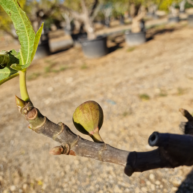 Figuier (Ficus carica) – Hauteur 180 à 200 cm - Circonférence de 30 à 35 centimètres
