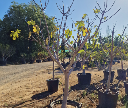 Figuier (Ficus carica) – Hauteur 180 à 200 cm - Circonférence de 30 à 35 centimètres