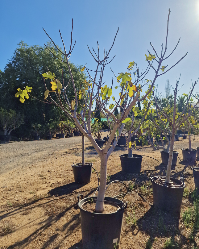 Figuier (Ficus carica) – Hauteur 180 à 200 cm - Circonférence de 30 à 35 centimètres