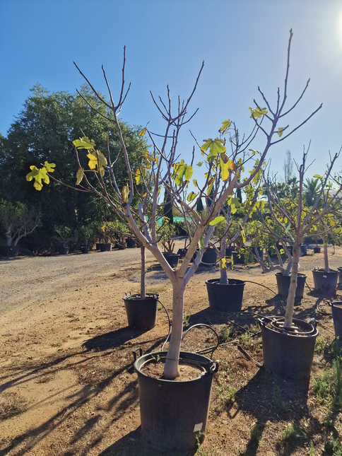 Figuier (Ficus carica) – Hauteur 180 à 200 cm - Circonférence de 30 à 35 centimètres