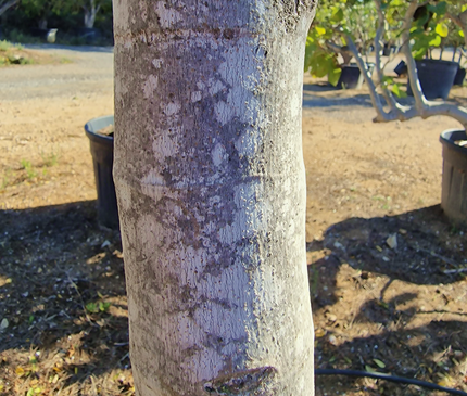 Figuier (Ficus carica) – Hauteur 180 à 200 cm - Circonférence de 30 à 35 centimètres