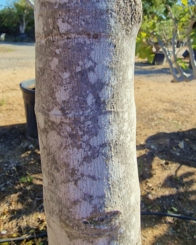 Figuier (Ficus carica) – Hauteur 180 à 200 cm - Circonférence de 30 à 35 centimètres