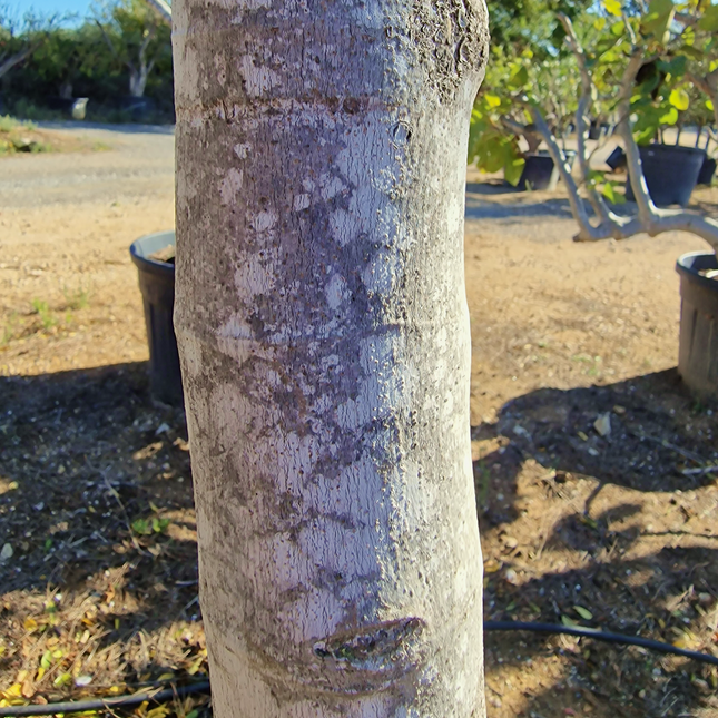 Figuier (Ficus carica) – Hauteur 180 à 200 cm - Circonférence de 30 à 35 centimètres