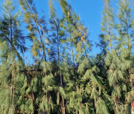 Filao (Casuarina equisetifolia) – Hauteur 4 mètres et +